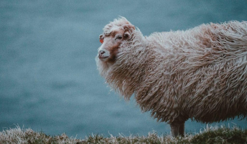 Sheep and its Wool fur