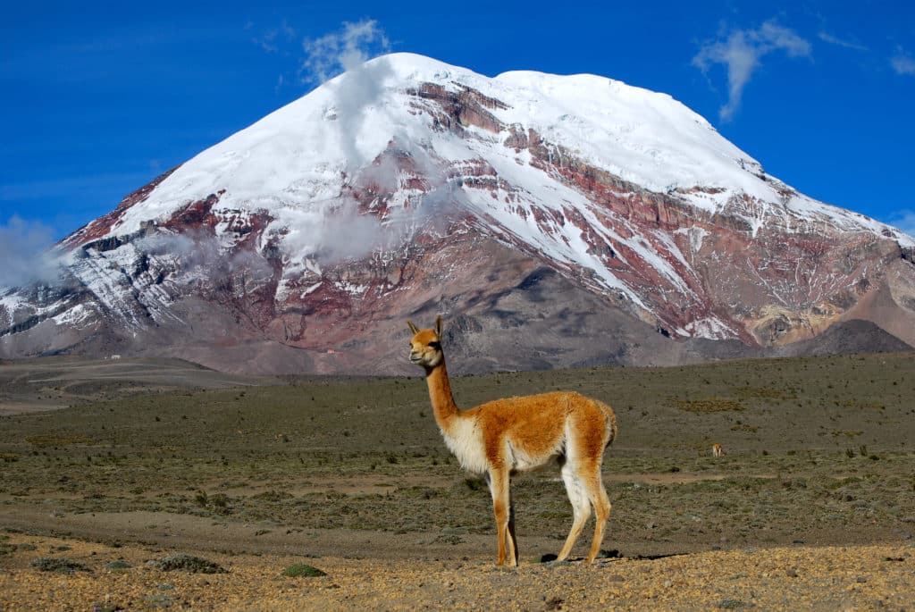 Vicuña in Ecuador, with the Andes in the backdrop. 