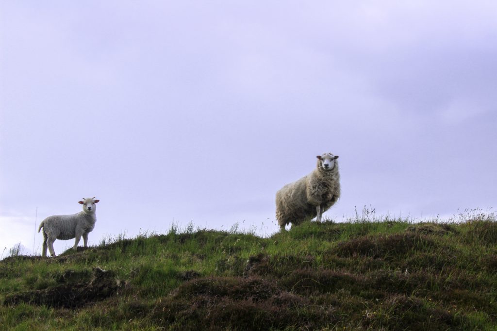 Shetland sheep on the Shetland Isles in Scotland.  