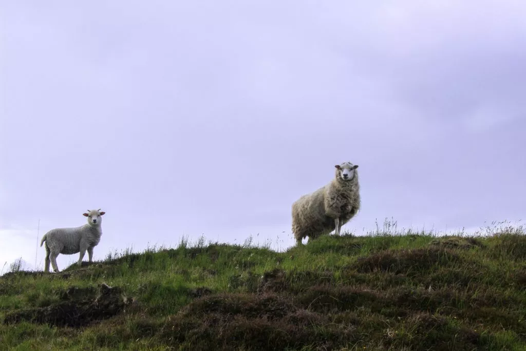 Shetland sheep on the Shetland Isles in Scotland.